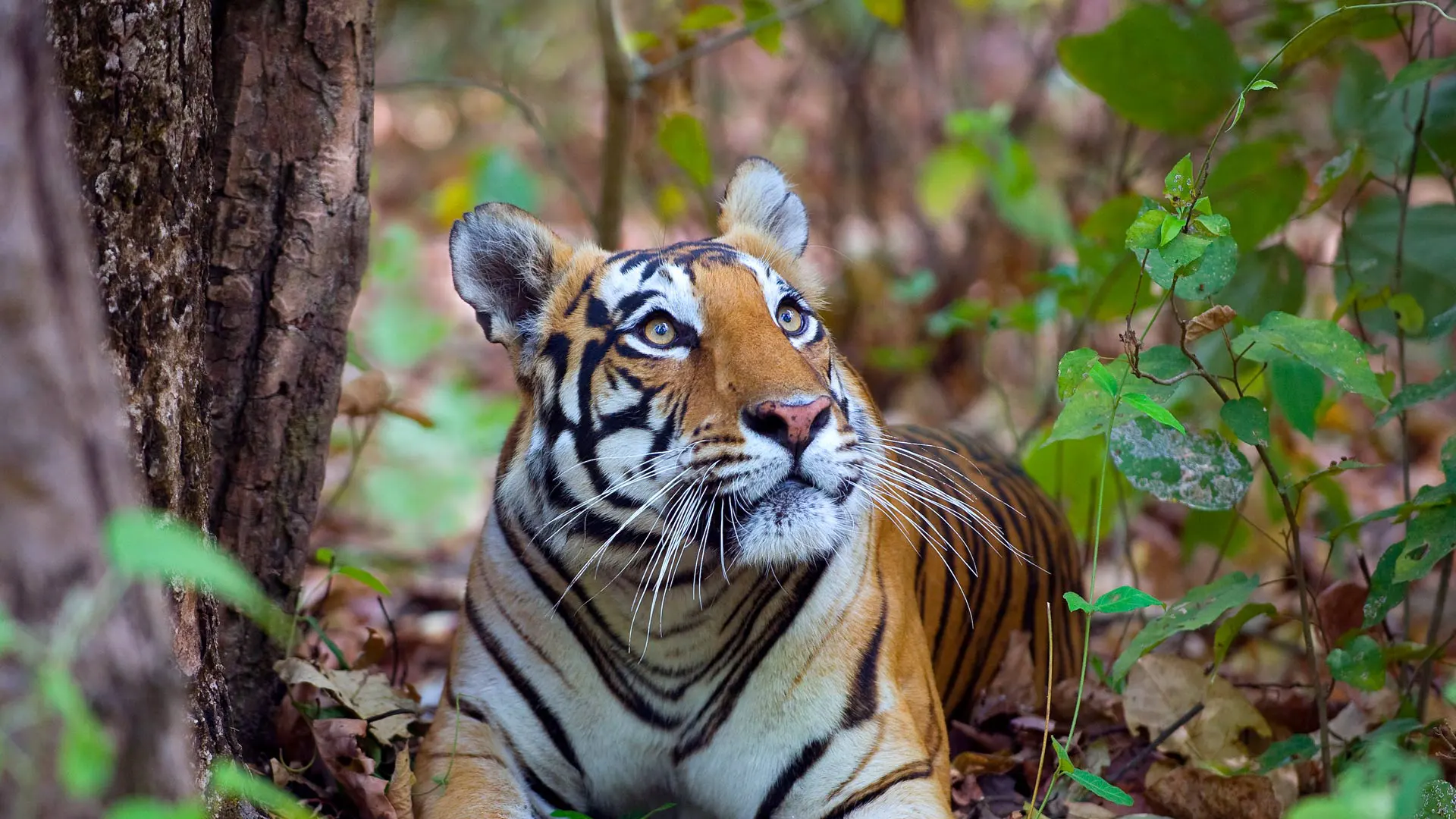 Tiger in the Wild